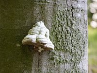 Tinder fungi (Fomes fomentarius) on trunk of beech tree (Fagus sp.)  Tinder fungi (Fomes fomentarius) on trunk of beech tree (Fagus sp.) : tinder fungus, fungus, fungi, Fomes fomentarius, trunk, beech, tree, Fagus, 2, two, false tinder fungus, hoof fungus, tinder conk, tinder polypore, bark, nature, natural, outside, outdoors, nobody, no people, white