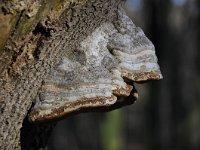 Fomes fomentarius 21, Echte tonderzwam, Saxifraga-Luuk Vermeer