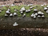 Fomes fomentarius 23, Echte tonderzwam, Saxifraga-Luuk Vermeer