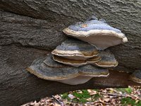 Fomes fomentarius 27, Echte tonderzwam, Saxifraga-Luuk Vermeer