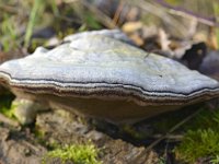 Fomes fomentarius 32, Echte tonderzwam, Saxifraga-Tom Heijnen