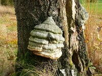 Fomes fomentarius 34, Echte tonderzwam, Saxifraga-Hans Grotenhuis