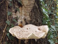 Fomitopsis betulina