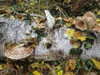 Birch polypore (Fomitopsis betulina); growing in two directions  Birch polypore (Fomitopsis betulina); growing in two directions : autumn, autumnal, betula, birch, birch bracket, edible, fall, Fomitopsis betulina, fungi, fungus, natural, nature, no people, nobody, outdoor, outdoors, outside, razor strop, trunk, bark, birch polypore, tree