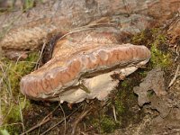 Fomitopsis pinicola 1, Roodgerande houtzwam, Saxifraga-Jan van der Straaten