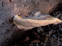 Fomitopsis pinicola 10, Roodgerande houtzwam, Saxifraga-Jan de Laat