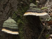 Fomitopsis pinicola 18, Roodgerande houtzwam, Saxifraga-Willem van Kruijsbergen