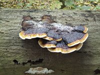 Red-belted conk (Fomitopsis pinicola) on fallen trunk  Red-belted conk (Fomitopsis pinicola) on fallen trunk : Red-belted conk, Fomitopsis pinicola, trunk, wood, wooden, red, yellow, conk, fungus, fungi, nature, natural, growth, fall, autumn, autumnal, outside, outdoors, nobody, no people