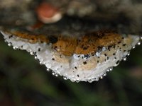 Fomitopsis pinicola 23, Roodgerande houtzwam, Saxifraga-Luuk Vermeer