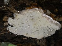 Fomitopsis pinicola 24, Roodgerande houtzwam, Saxifraga-Luuk Vermeer