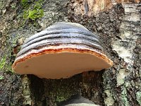 Fomitopsis pinicola 25, Roodgerande houtzwam, Saxifraga-Tom Heijnen