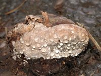 Fomitopsis pinicola 5, Roodgerande houtzwam, Saxifraga-Jan van der Straaten