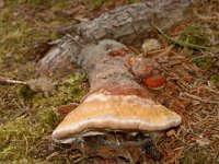 Fomitopsis pinicola 6, Roodgerande houtzwam, Saxifraga-Jan van der Straaten