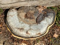 Fomitopsis pinicola 7, Roodgerande houtzwam, Saxifraga-Marijke Verhagen