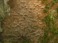 Fuscoporia ferruginosa 1, Gewone korstvuurzwam, Saxifraga-Willem van Kruijsbergen