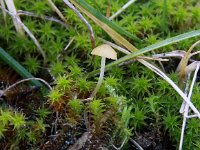 Galerina graminea 1, Grasmosklokje, Saxifraga-Peter Meininger