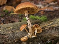 Galerina marginata 1, Bundelmosklokje, Saxifraga-Willem van Kruijsbergen