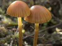 Galerina vittiformis 1, Barnsteenmosklokje, Saxifraga-Willem van Kruijsbergen