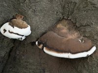 Ganoderma adspersum 11, Dikrandtonderzwam, Saxifraga-Willem van Kruijsbergen