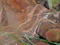 Ganoderma adspersum 14, Dikrandtonderzwam, Saxifraga-Tom Heijnen