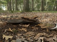 Ganoderma adspersum 4, Dikrandtonderzwam, Saxifraga-Willem van Kruijsbergen