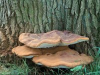 Ganoderma cupreolaccatum