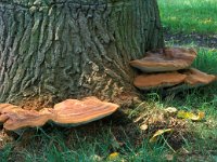 Ganoderma  cupreolaccatum 2, Waslakzwam, Saxifraga-Jan van der Straten