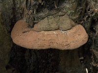 Ganoderma lipsiense 4, Platte tonderzwam, Saxifraga-Jan van der Straaten