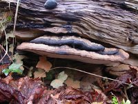 Ganoderma lipsiense 6, Platte tonderzwam, Saxifraga-Peter Meininger