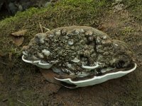 Ganoderma lipsiense 8, Platte tonderzwam, Saxifraga-Willem van Kruijsbergen