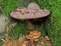 Ganoderma resinaceum, Lacquered Bracket