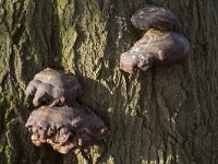 Ganoderma resinaceum 11, Harslakzwam, Saxifraga-Willem van Kruijsbergen