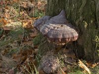 Ganoderma resinaceum 13, Harslakzwam, Saxifraga-Willem van Kruijsbergen