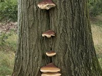 Ganoderma resinaceum 14, Harslakzwam, Saxifraga-Willem van Kruijsbergen