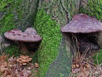 Ganoderma resinaceum 2, Harslakzwam, Saxifraga-Lucien Rommelaars