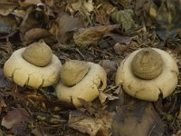 Geastrum fimbriatum 12, Gewimperde aardster, Saxifraga-Willem van Kruijsbergen