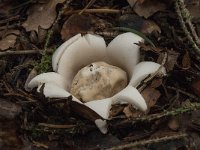 Geastrum fimbriatum 19, Gewimperde aardster, Saxifraga-Willem van Kruijsbergen