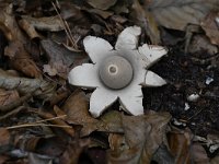 Geastrum fimbriatum 22, Gewimperde aardster, Saxifraga-Luuk Vermeer