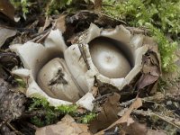 Geastrum fimbriatum 25, Gewimperde aardster, Saxifraga-Willem van Kruijsbergen