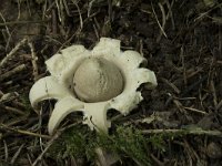 Geastrum fimbriatum 27, Gewimperde aardster, Saxifraga-Willem van Kruijsbergen (2)