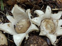 Geastrum fimbriatum 5, Gewimperde aardster, Saxifraga-Lucien Rommelaars