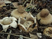 Geastrum fimbriatum 8, Gewimperde aardster, Saxifraga-Lucien Rommelaars