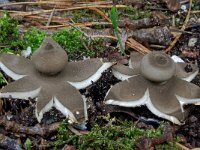 Geastrum pectinatum 1, Grote aardster, Saxifraga-Lucien Rommelaars