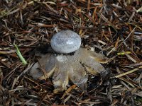 Geastrum pectinatum 4, Grote aardster, Saxifraga-Luuk Vermeer