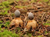 Geastrum quadrifidum 1, Vierslippige aardster, Saxifraga-Jaap Schelvis