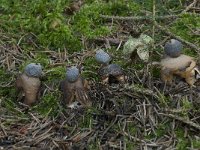 Geastrum quadrifidum 10, Vierslippige aardster, Saxifraga-Willem van Kruijsbergen