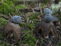 Geastrum quadrifidum 11, Vierslippige aardster, Saxifraga-Willem van Kruijsbergen