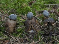 Geastrum quadrifidum 12, Vierslippige aardster, Saxifraga-Willem van Kruijsbergen