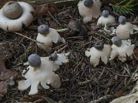 Geastrum quadrifidum 13, Vierslippige aardster, Saxifraga-Willem van Kruijsbergen