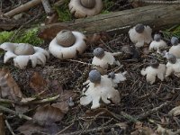 Geastrum quadrifidum 14, Vierslippige aardster, Saxifraga-Willem van Kruijsbergen